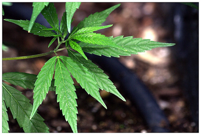 Investors need to watch the accounting on weed stocks