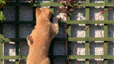 Market has you on edge? Sit tight with the ‘CATS’