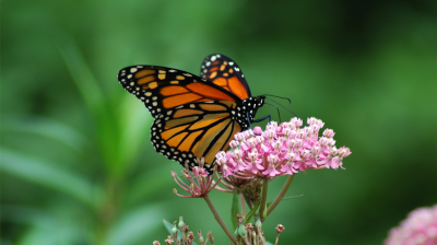 On spring miracles and monarch butterflies