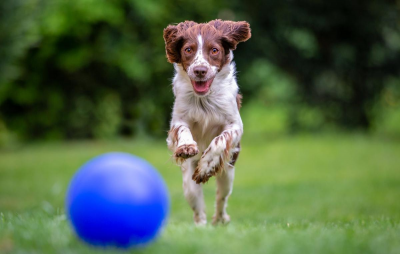 Adopt a pet during the pandemic? You might need to budget more than you think