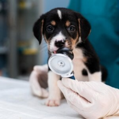 Why are vets so expensive?