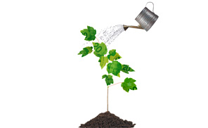 Grow your property value by planting a tree